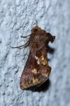 Chrysodeixis chalcites