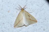 Rhodometra sacraria