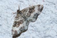 Epirrhoe rivata
