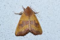 Atethmia centrago