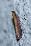 Oncocera semirubella