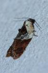 Acleris variegana