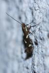 Calybites phasianipennella