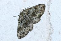 Cleorodes lichenaria