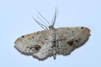 Idaea dimidiata