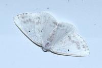 Lomographa temerata