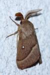 Lasiocampa trifolii