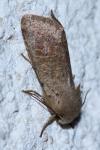 Orthosia cruda