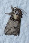 Drymonia velitaris