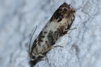 Pammene fasciana