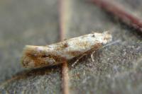 Bucculatrix bechsteinella