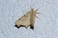 Ennomos erosaria