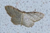 Idaea fuscovenosa