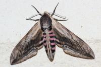 Sphinx ligustri