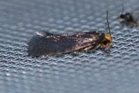 Cephimallota crassiflavella
