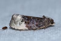 Hedya nubiferana