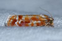 Rhyacionia buoliana