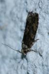 Zeiraphera isertana