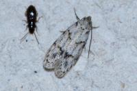Symmoca signatella