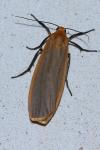 Katha depressa