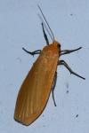 Wittia sororcula