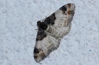Catarhoe cuculata