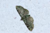 Pasiphila rectangulata