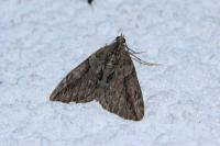 Thera cupressata
