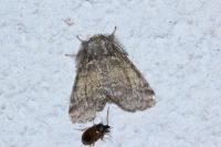 Gluphisia crenata