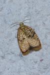 Acleris forsskaleana