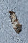 Cochylis molliculana