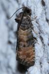 Piniphila bifasciana