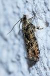 Zeiraphera isertana