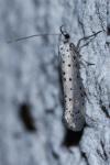 Yponomeuta