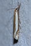 Crambus pascuella