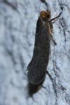 Cephimallota crassiflavella