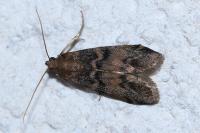 Euzophera pinguis