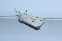 Spilosoma lubricipeda