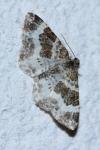 Epirrhoe rivata