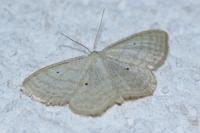 Scopula immutata