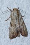 Apamea lithoxylaea