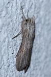 Cucullia umbratica