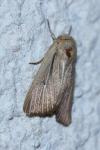 Mythimna sicula