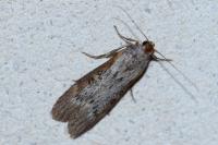 Lamoria anella