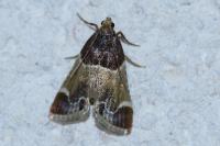 Pyralis farinalis