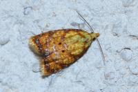 Acleris bergmanniana