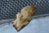 Choristoneura hebenstreitella