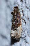 Hedya nubiferana