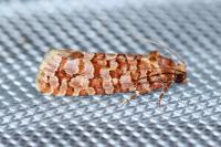 Lozotaeniodes formosana