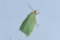 Tortrix viridana